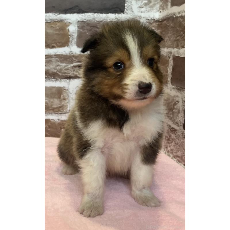 販売中の鹿児島県のシェットランドシープドッグ(シェルティ)-449312の7枚目