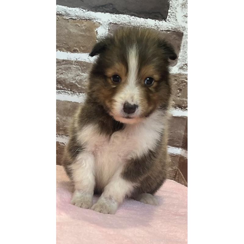 販売中の鹿児島県のシェットランドシープドッグ(シェルティ)-449312の6枚目