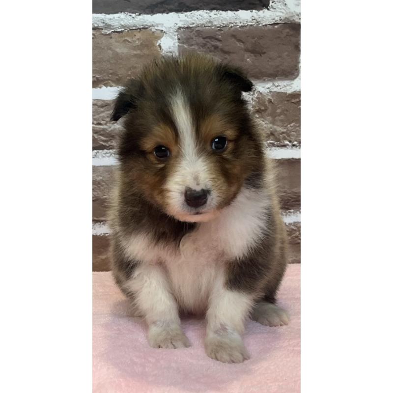 販売中の鹿児島県のシェットランドシープドッグ(シェルティ)-449312の5枚目