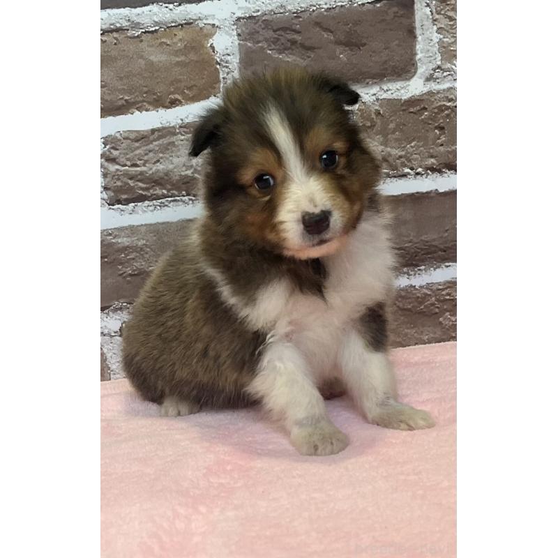 販売中の鹿児島県のシェットランドシープドッグ(シェルティ)-449312の4枚目