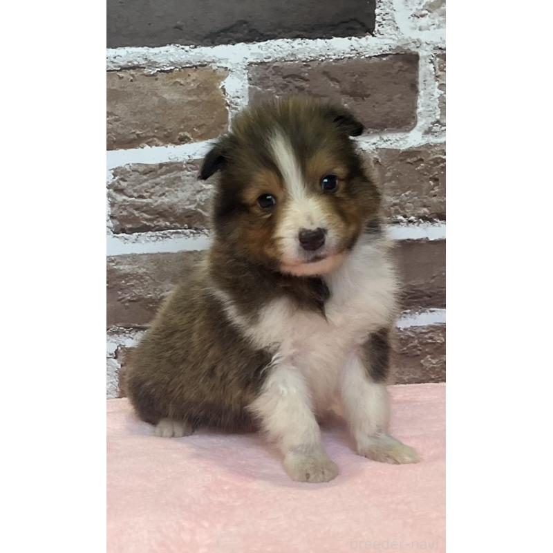 販売中の鹿児島県のシェットランドシープドッグ(シェルティ)-449312の3枚目