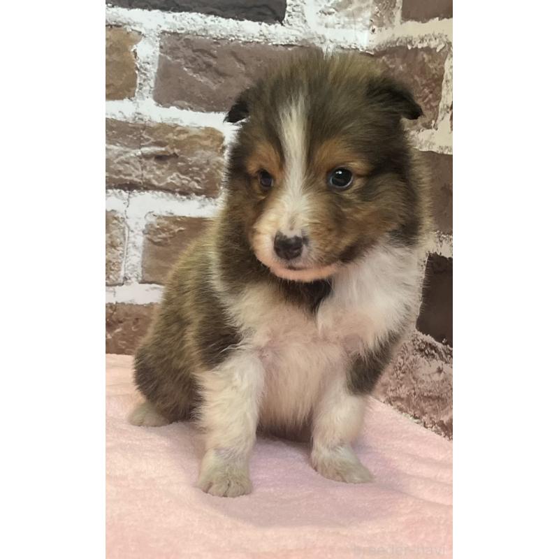 販売中の鹿児島県のシェットランドシープドッグ(シェルティ)-449312の2枚目