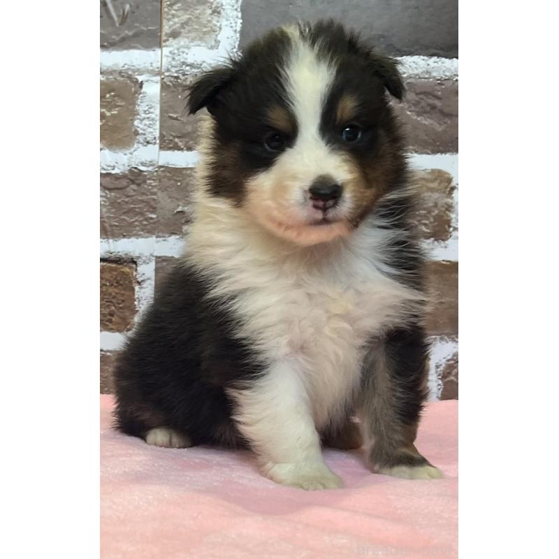 販売中の鹿児島県のシェットランドシープドッグ(シェルティ)-449313の10枚目