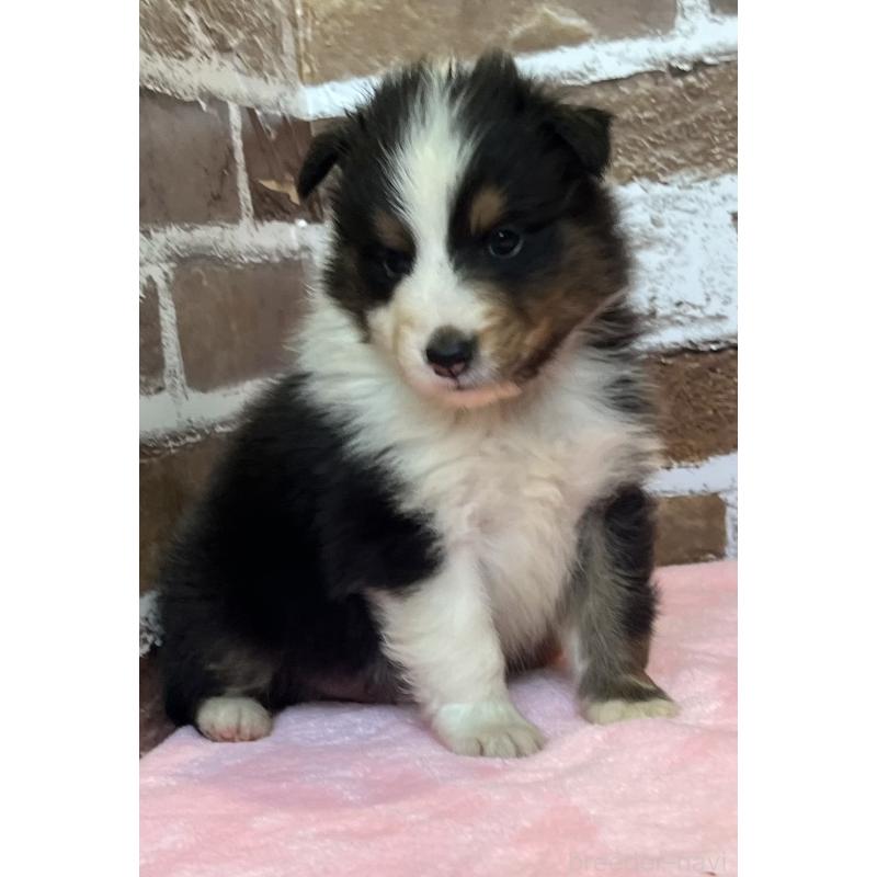 販売中の鹿児島県のシェットランドシープドッグ(シェルティ)-449313の9枚目