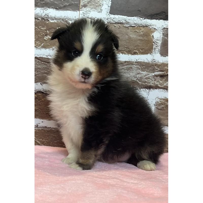 販売中の鹿児島県のシェットランドシープドッグ(シェルティ)-449313の8枚目