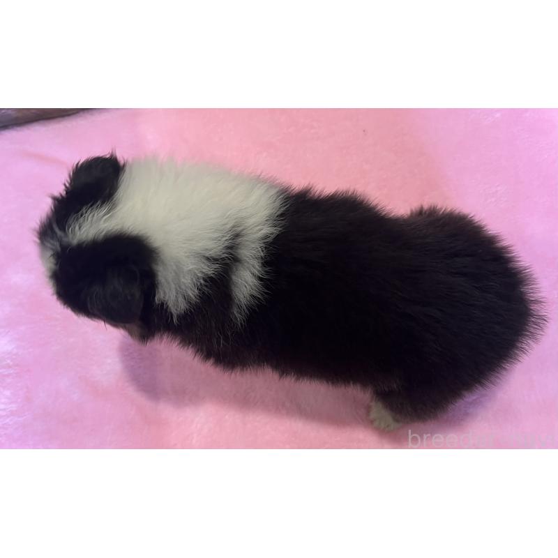 販売中の鹿児島県のシェットランドシープドッグ(シェルティ)-449313の7枚目