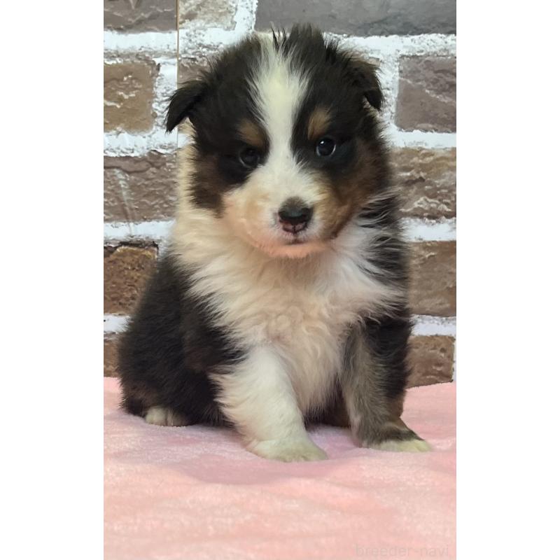 販売中の鹿児島県のシェットランドシープドッグ(シェルティ)-449313の6枚目