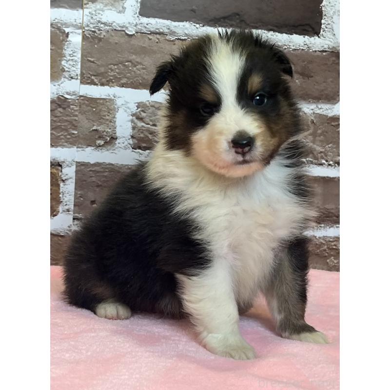 販売中の鹿児島県のシェットランドシープドッグ(シェルティ)-449313の5枚目