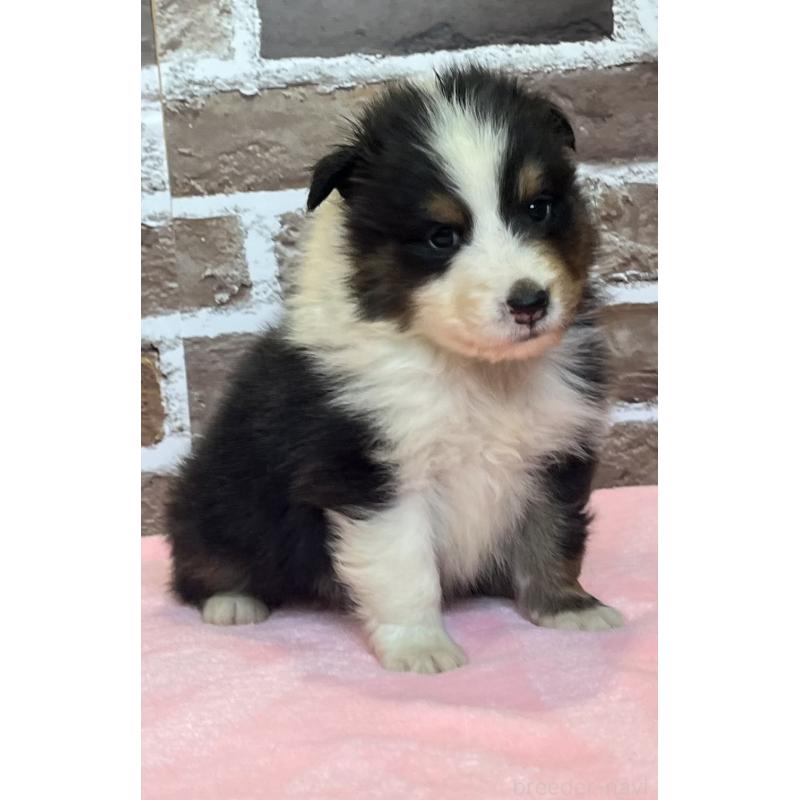 販売中の鹿児島県のシェットランドシープドッグ(シェルティ)-449313の3枚目