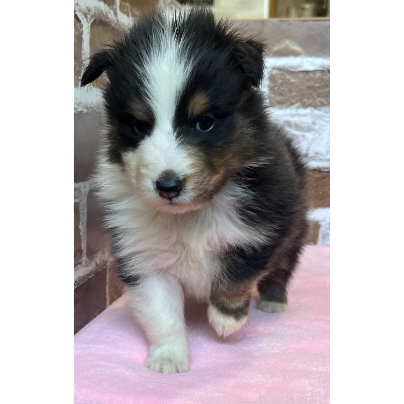 販売中の鹿児島県のシェットランドシープドッグ(シェルティ)-449313の2枚目