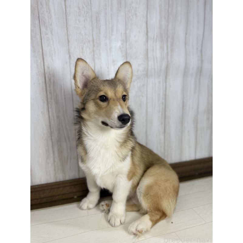 販売中の北海道のウェルシュコーギーペンブローク-449314の6枚目