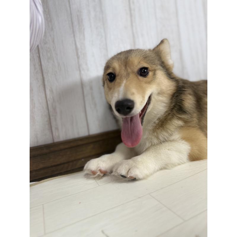 販売中の北海道のウェルシュコーギーペンブローク-449314の5枚目