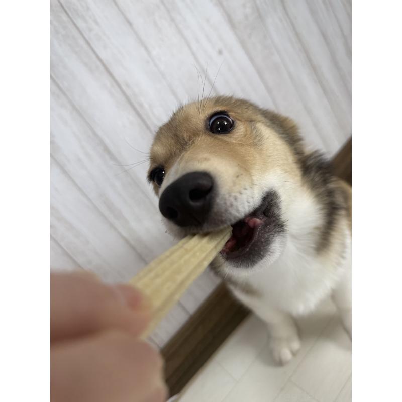 販売中の北海道のウェルシュコーギーペンブローク-449314の4枚目