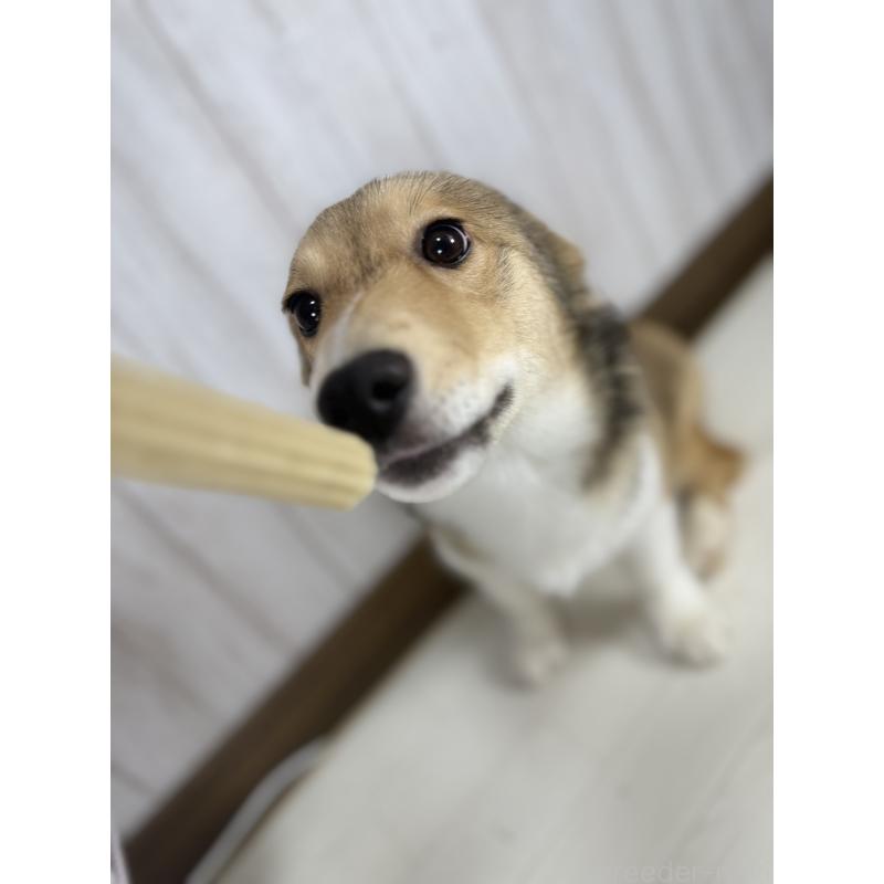 販売中の北海道のウェルシュコーギーペンブローク-449314の3枚目