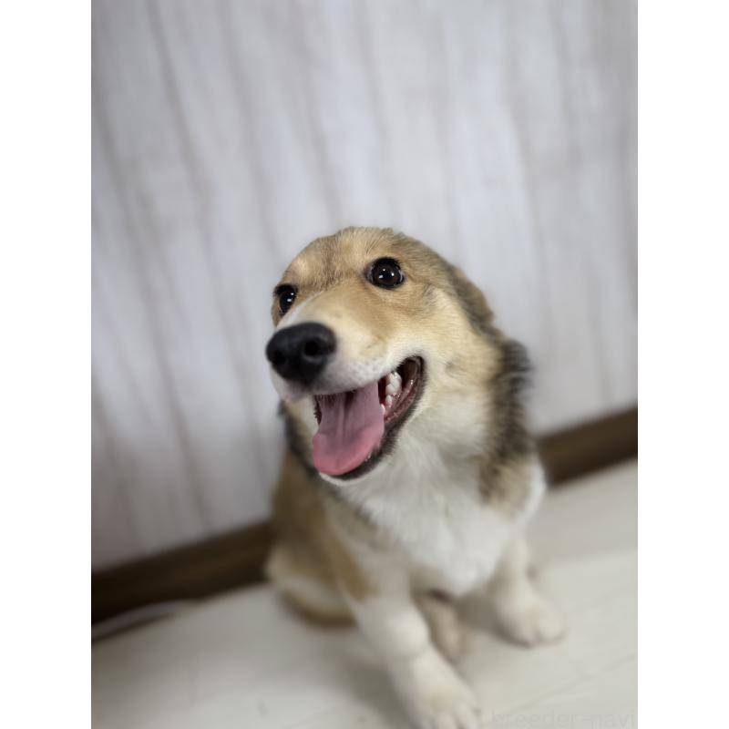 販売中の北海道のウェルシュコーギーペンブローク-449314の2枚目