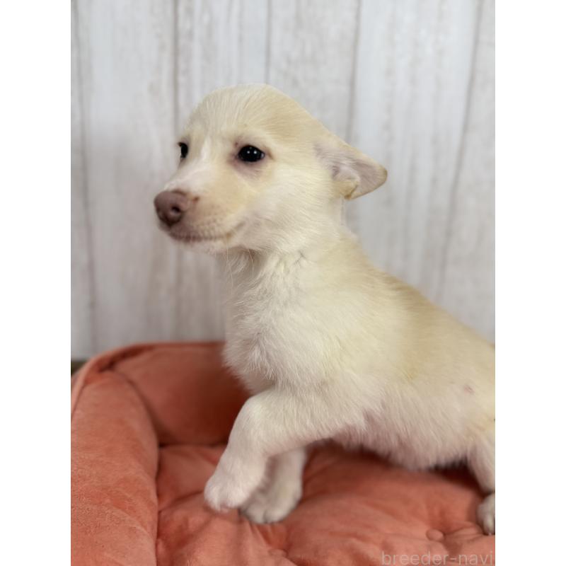 販売中の北海道のウェルシュコーギーペンブローク-449315の3枚目