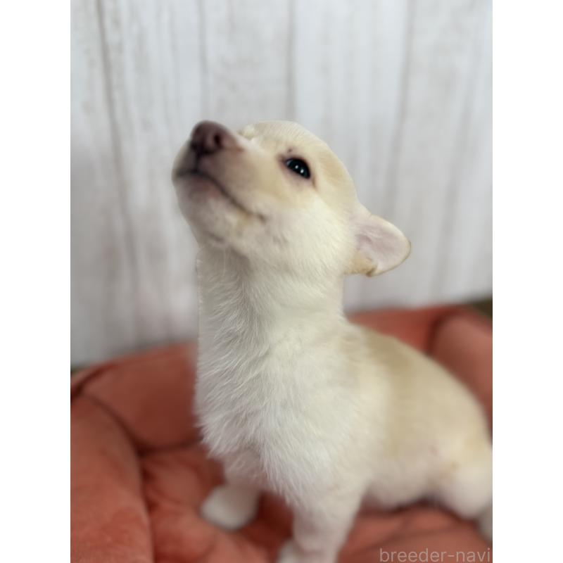 販売中の北海道のウェルシュコーギーペンブローク-449315の2枚目