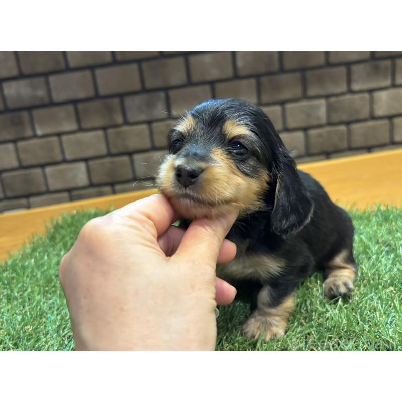 販売中の兵庫県のカニンヘンダックスフンド(ロングヘアード)-449316の8枚目