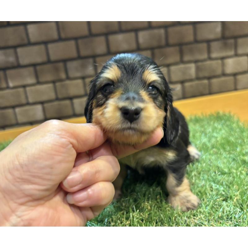 販売中の兵庫県のカニンヘンダックスフンド(ロングヘアード)-449316の7枚目