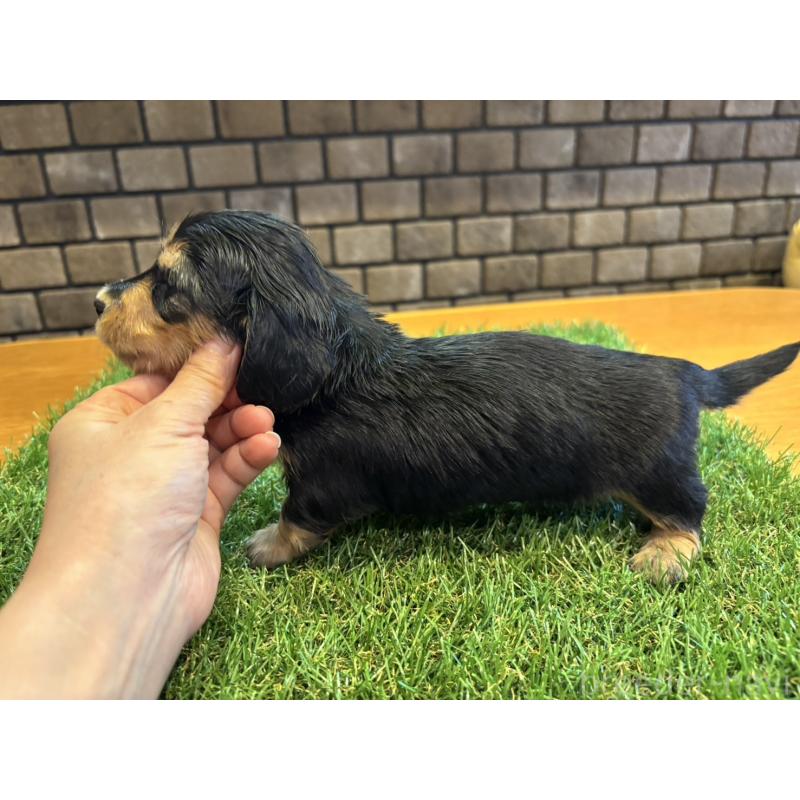 販売中の兵庫県のカニンヘンダックスフンド(ロングヘアード)-449316の5枚目