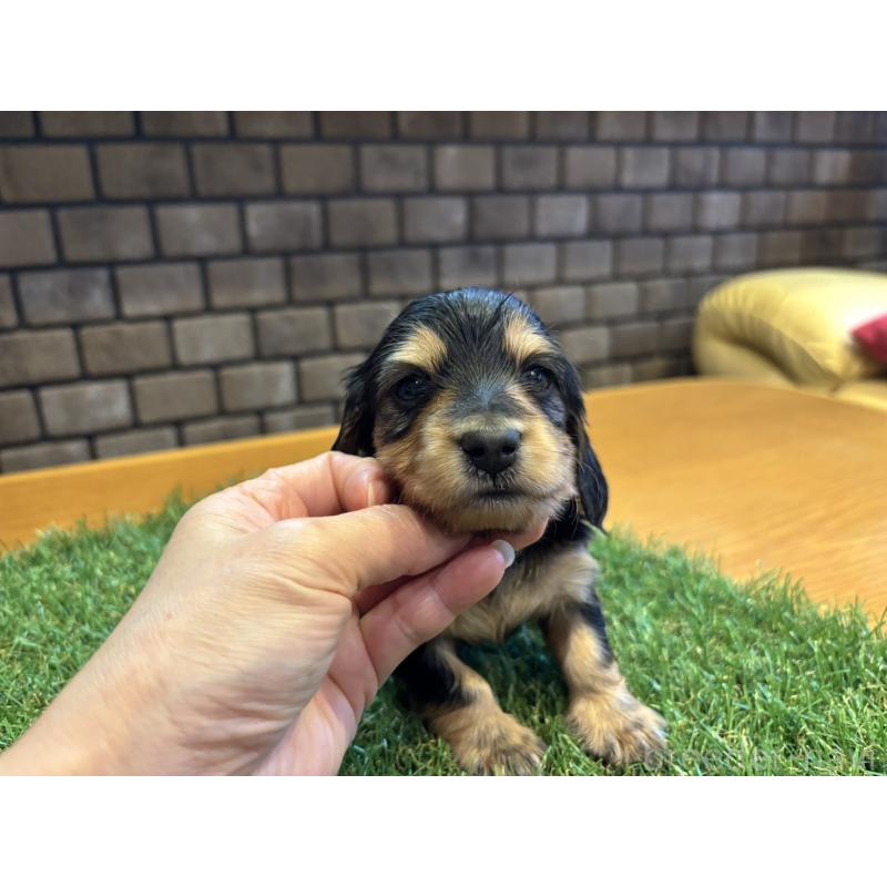 販売中の兵庫県のカニンヘンダックスフンド(ロングヘアード)-449316の4枚目