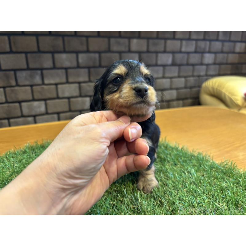 販売中の兵庫県のカニンヘンダックスフンド(ロングヘアード)-449316の3枚目