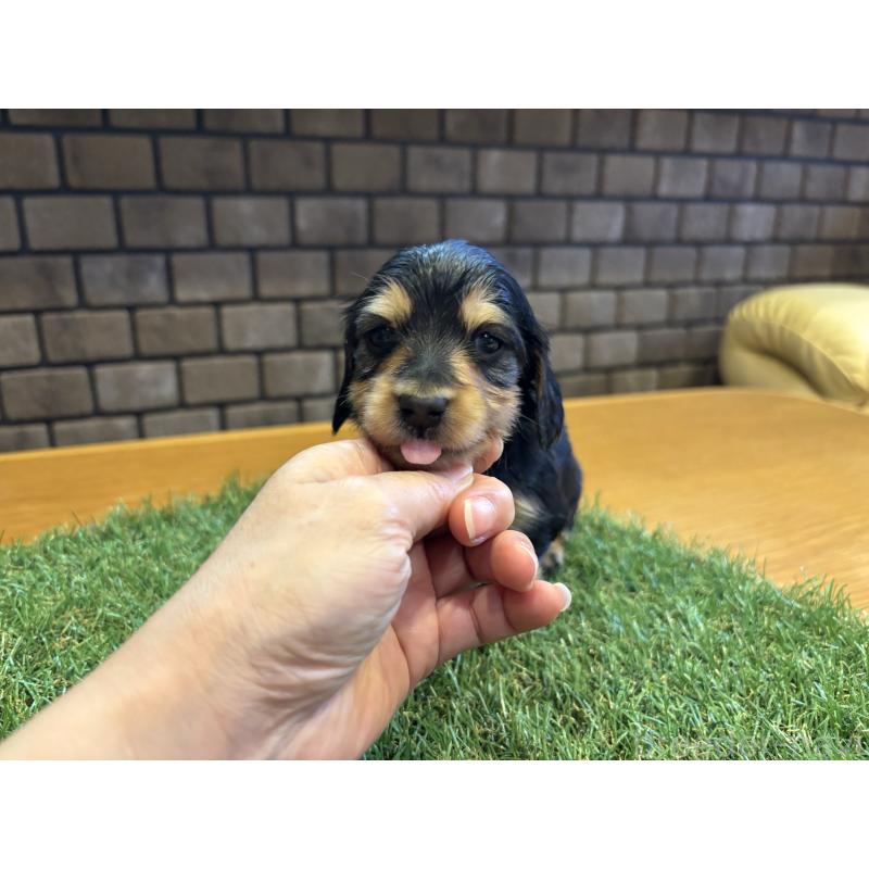 販売中の兵庫県のカニンヘンダックスフンド(ロングヘアード)-449316の2枚目