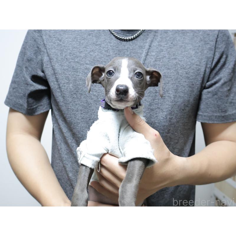 販売中の埼玉県のイタリアングレーハウンド(イタグレ)-449317の1枚目