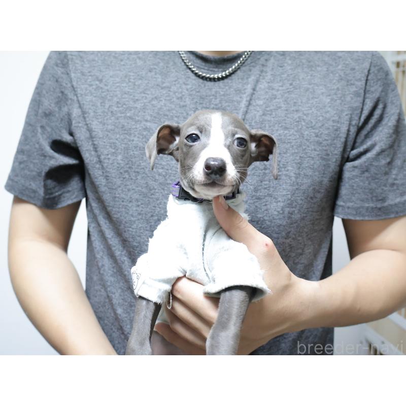 販売中の埼玉県のイタリアングレーハウンド(イタグレ)-449317の6枚目