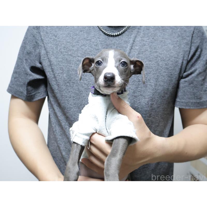 販売中の埼玉県のイタリアングレーハウンド(イタグレ)-449317の4枚目