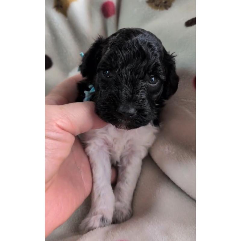 販売中の北海道のトイプードル-444437