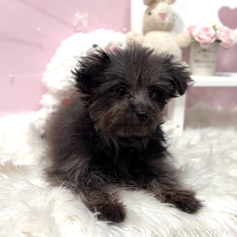 販売中の栃木県のポメプー:ポメラニアン×トイプードル-440798の3枚目