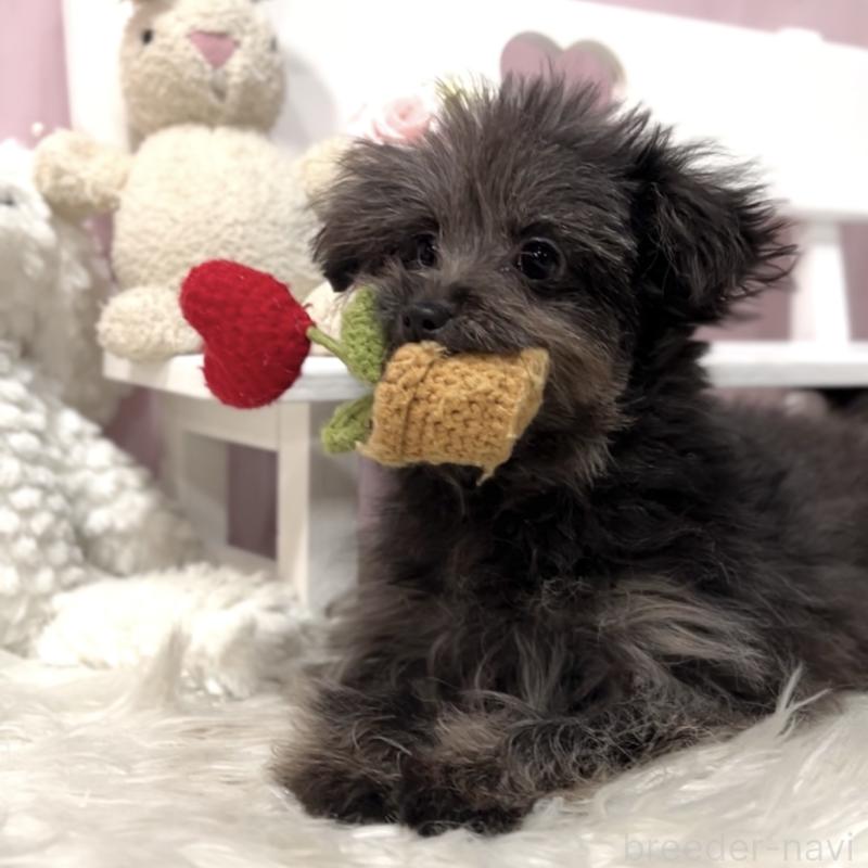 販売中の栃木県のポメプー:ポメラニアン×トイプードル-440798の2枚目