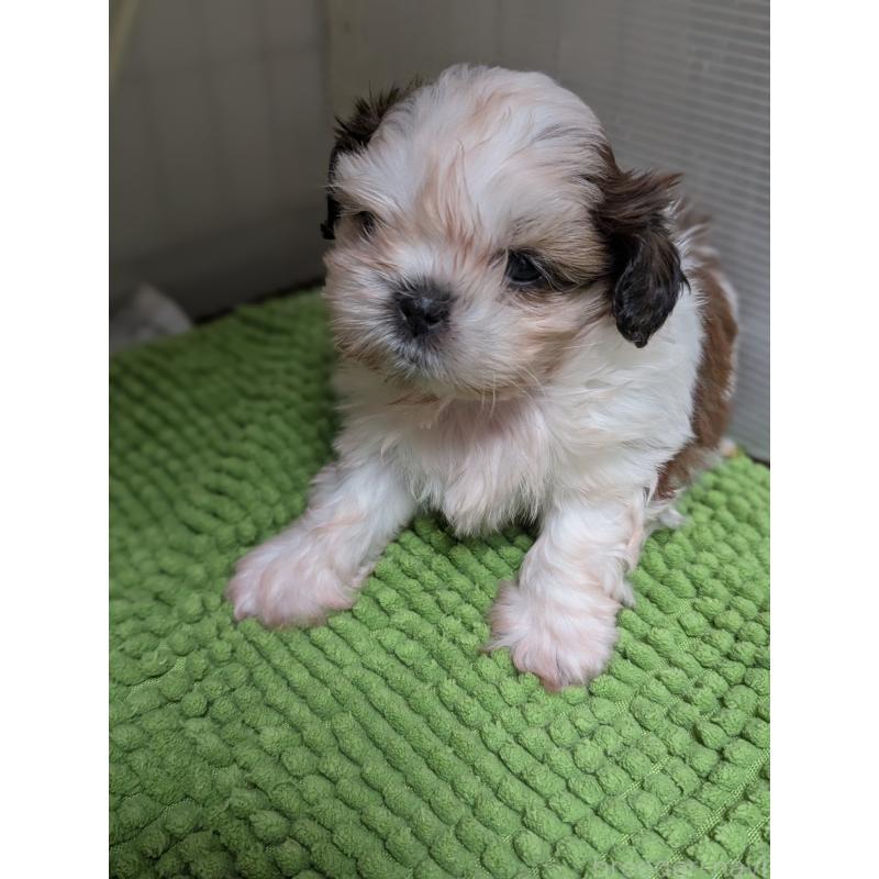 販売中の愛知県のシーズー-449318の4枚目