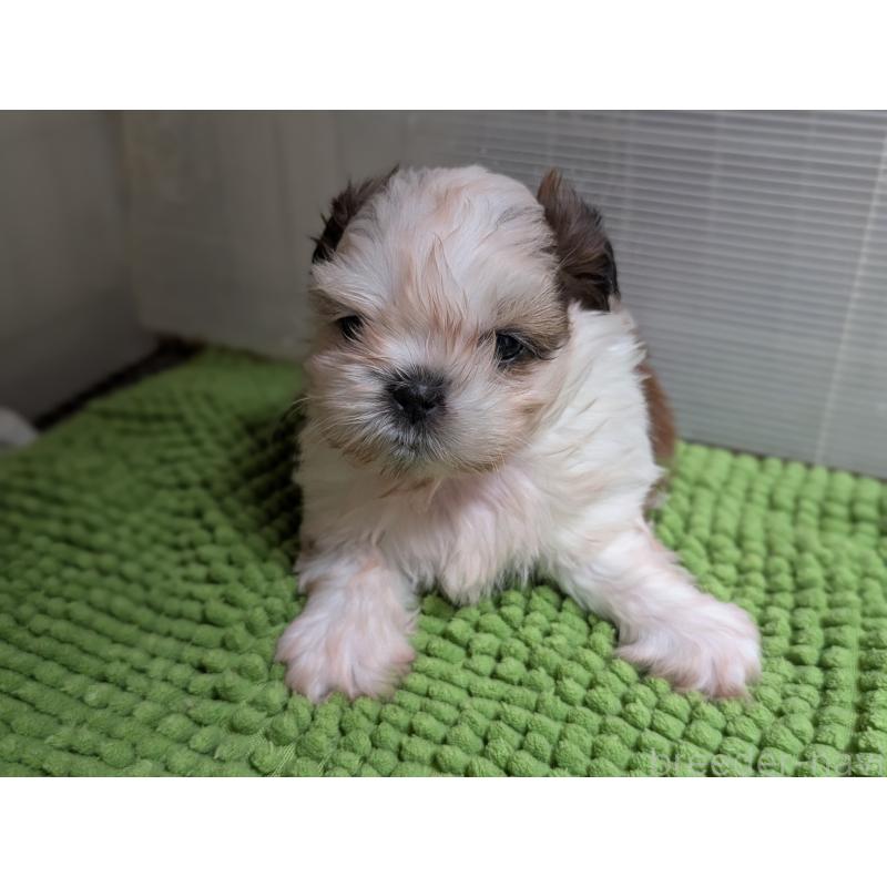 販売中の愛知県のシーズー-449318の3枚目