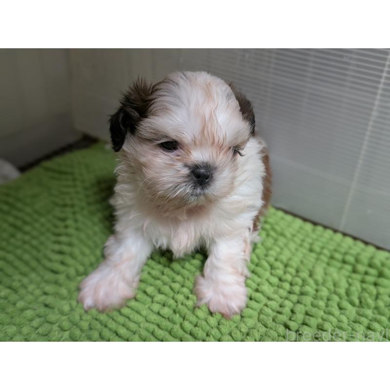 販売中の愛知県のシーズー-449318の2枚目