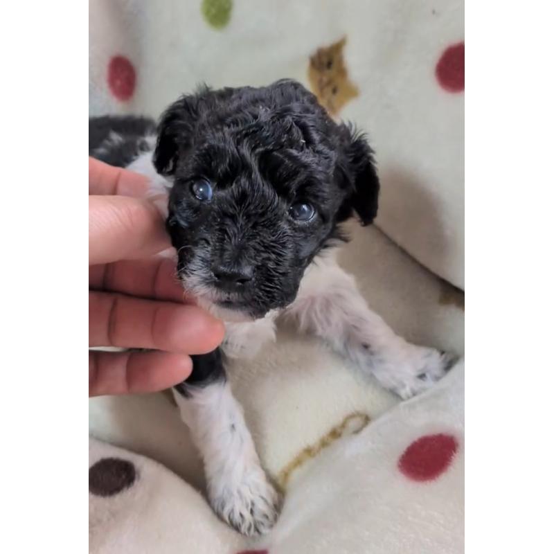 販売中の北海道のトイプードル-444439