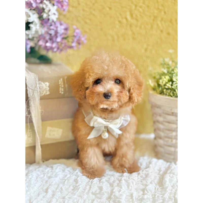 販売中の茨城県のタイニープードル-439766の7枚目