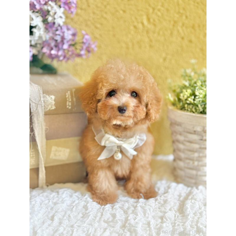 販売中の茨城県のタイニープードル-439766の6枚目