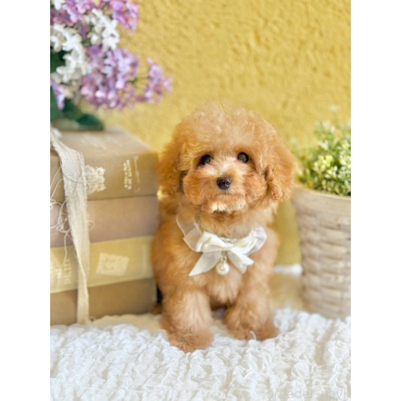 販売中の茨城県のタイニープードル-439766の4枚目