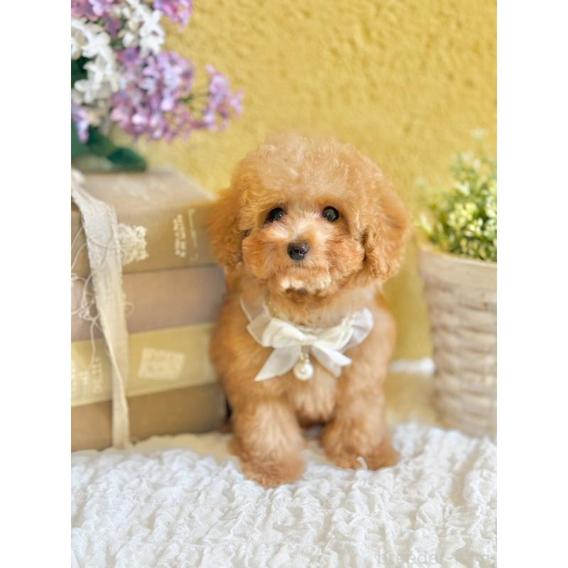 販売中の茨城県のタイニープードル-439766の3枚目