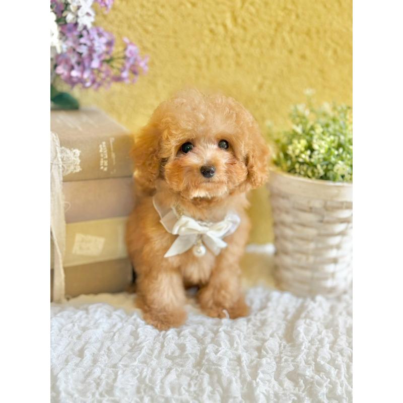 販売中の茨城県のタイニープードル-439766の2枚目