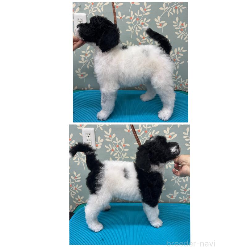 販売中ののスタンダードプードル-440207