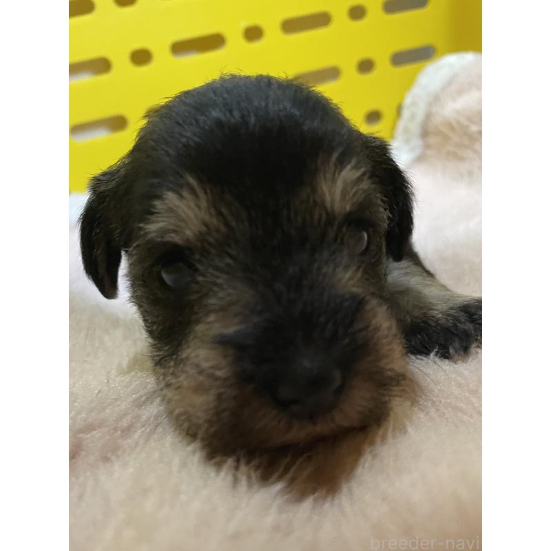 販売中の静岡県のミニチュアシュナウザー-449319の5枚目