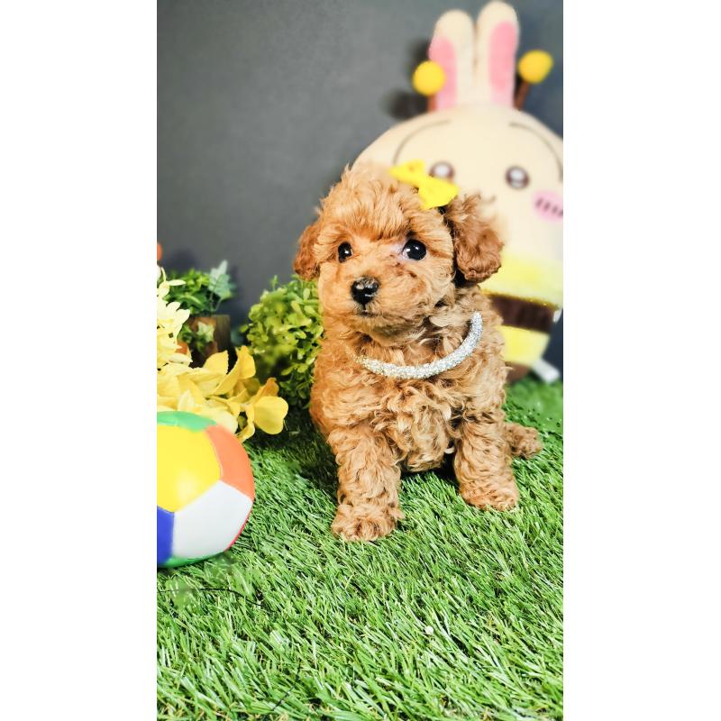 販売中の愛媛県のタイニープードル-447118の4枚目