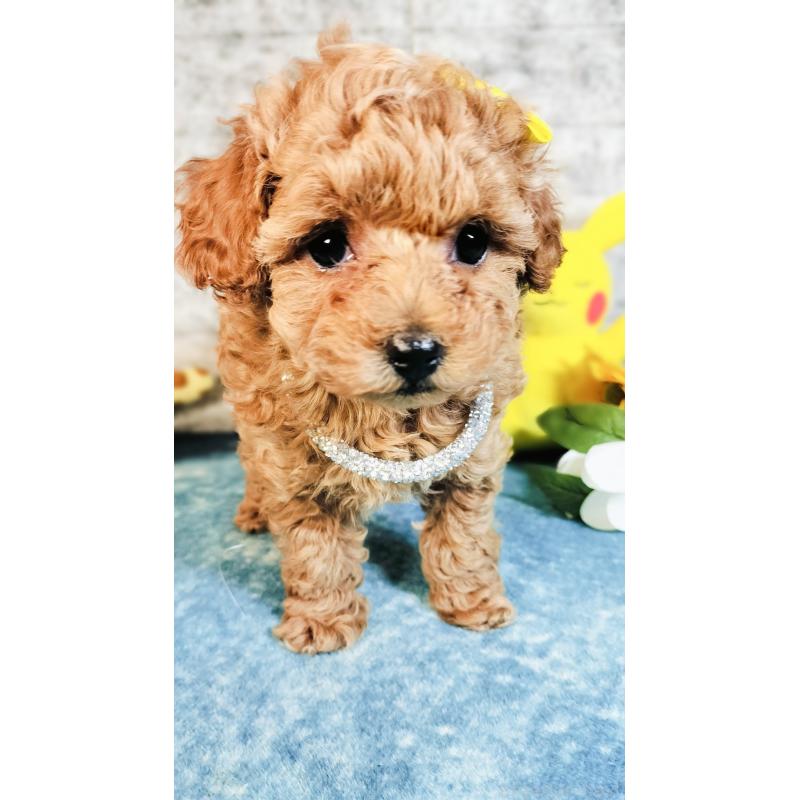 販売中の愛媛県のタイニープードル-447118の3枚目