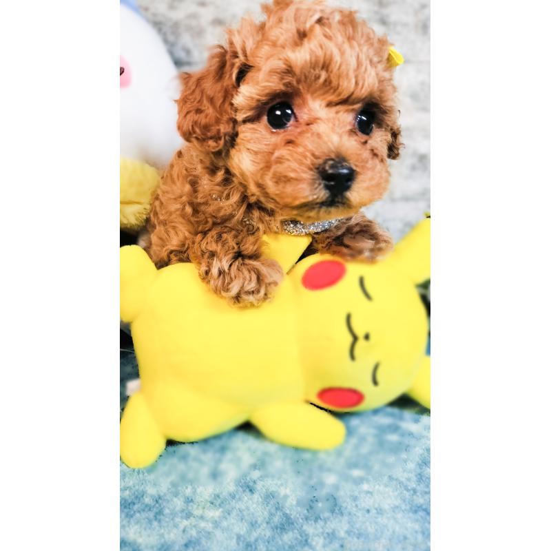 販売中の愛媛県のタイニープードル-447118の2枚目