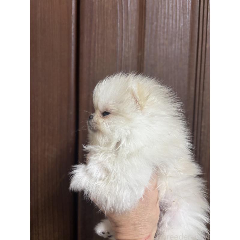 販売中の福島県のポメラニアン-449320の3枚目