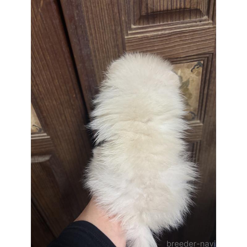 販売中の福島県のポメラニアン-449320の2枚目