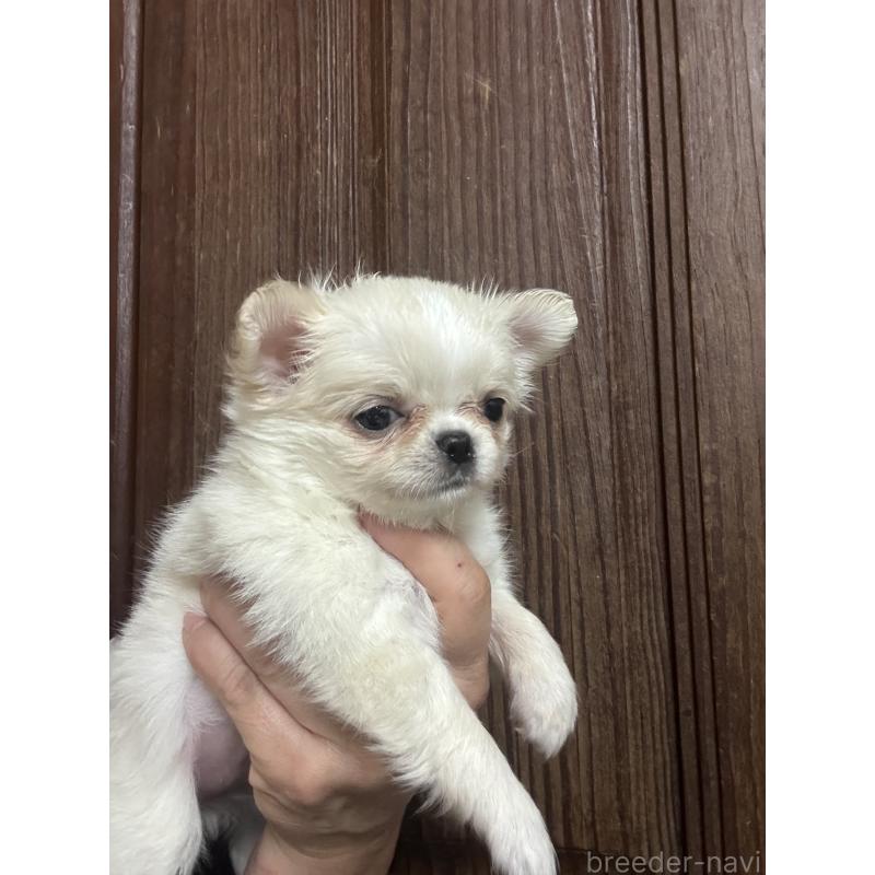 販売中の福島県のチワワ(ロングコート)-449321の3枚目